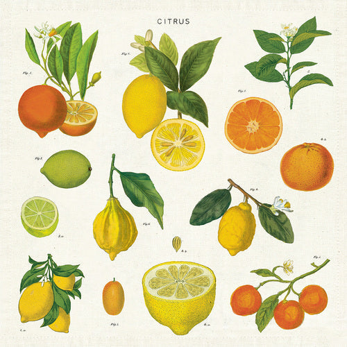 Cavallini Citrus Cloth Napkin – Set of 4